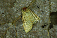 Photedes minima