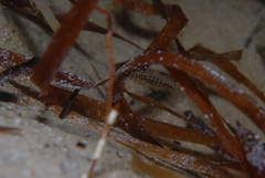 Helotes octolineatus