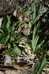 Silene uralensis uralensis