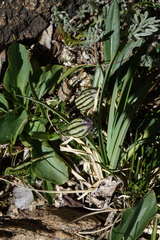 Silene uralensis uralensis