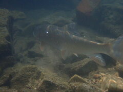 Moxostoma erythrurum