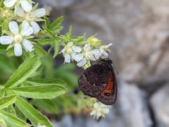 Erebia styx
