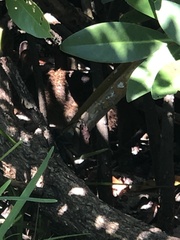 Sylvilagus palustris