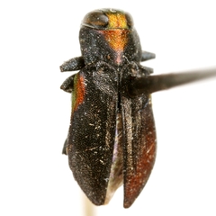 Chrysobothris acaciae