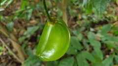 Tabernaemontana dichotoma