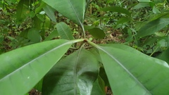 Tabernaemontana dichotoma