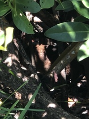 Sylvilagus palustris