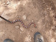 Lampropeltis