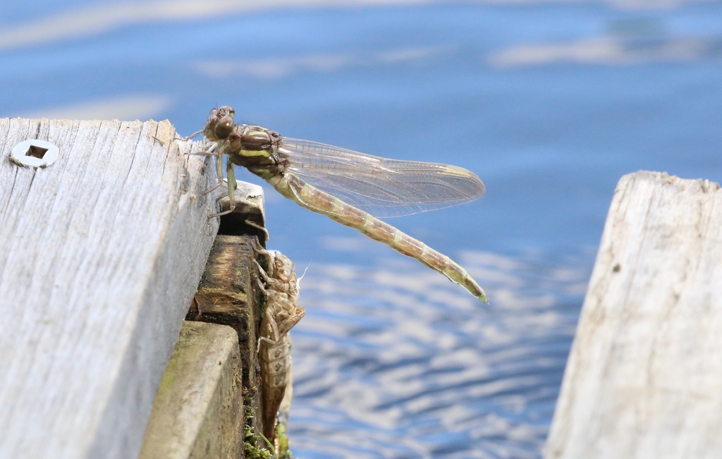 Arrow Clubtail