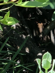 Sylvilagus palustris