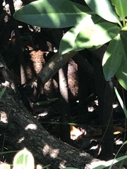 Sylvilagus palustris