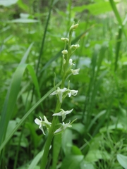 Platanthera dilatata