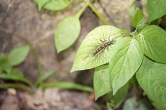 Thereuopoda clunifera