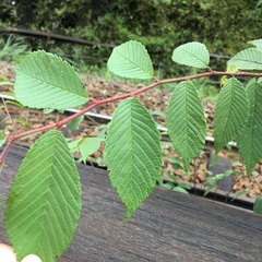 Ulmus uyematsui