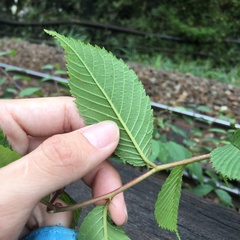 Ulmus uyematsui