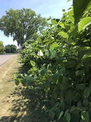 Reynoutria × bohemica