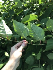 Reynoutria × bohemica