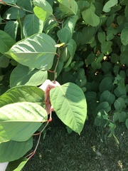 Reynoutria × bohemica