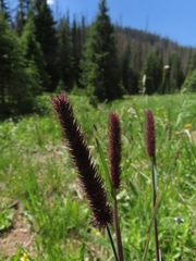Phleum alpinum