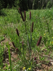 Phleum alpinum
