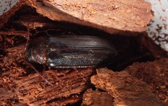 Tragosoma depsarium