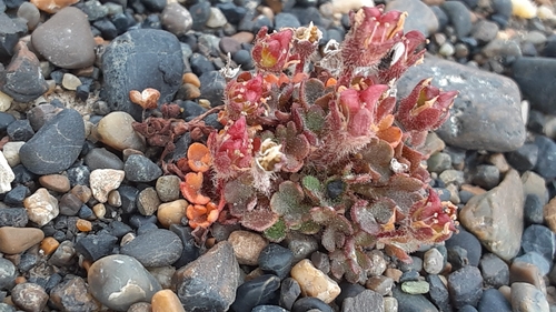 Image of Saxifraga hyperborea by (c) lauralaska66, some rights reserved (CC BY)