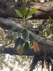 Ficus