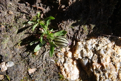Silene uralensis uralensis