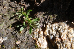 Silene uralensis uralensis