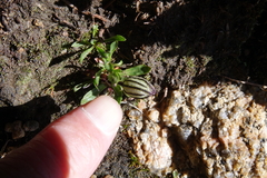 Silene uralensis uralensis