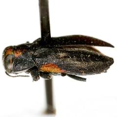Chrysobothris acaciae