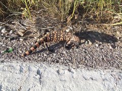 Heloderma suspectum suspectum