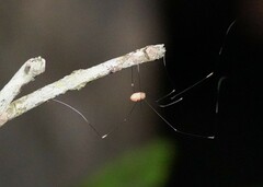 Pseudogagrella splendens