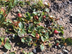 Euura herbaceae