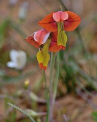 Gladiolus speciosus