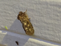 Acrolophus arcanella