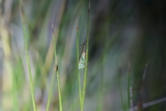 Conocephalus conocephalus