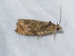 Olethreutes permundana