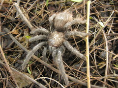 Tliltocatl epicureanus