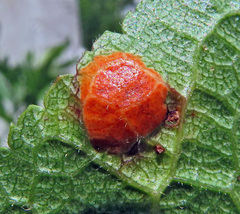 Polystigma rubrum