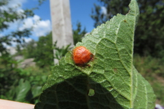 Polystigma rubrum