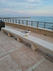 Larus michahellis
