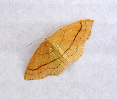 Cyclophora linearia
