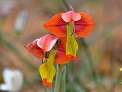 Gladiolus speciosus