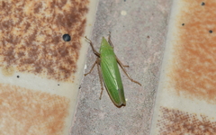 Draeculacephala soluta