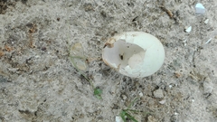 Numida meleagris coronatus