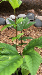 Filipendula rubra
