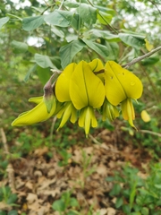 Crotalaria capensis