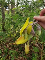 Crotalaria capensis