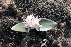 Massonia tenella
